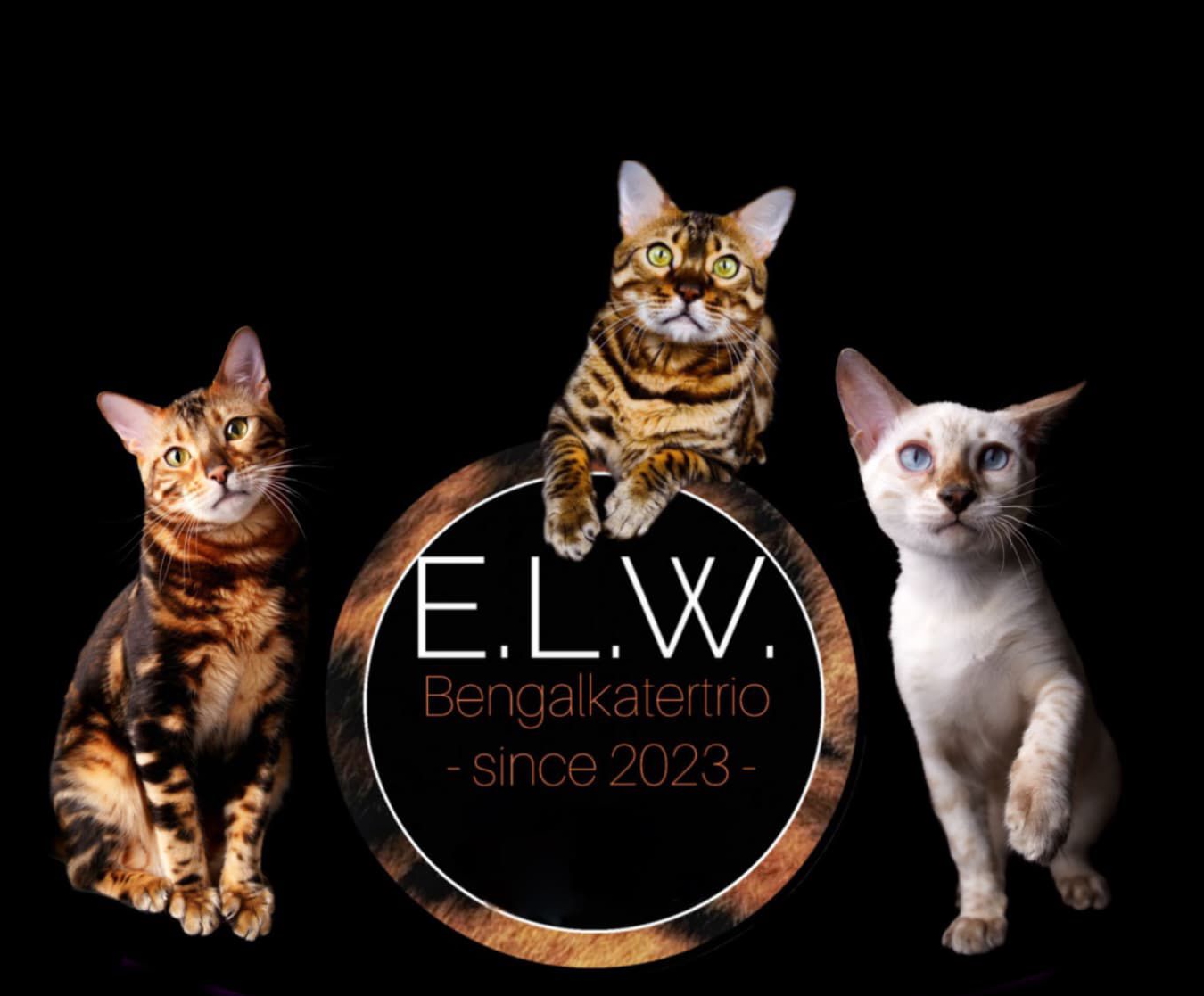 E.L.W. Bengalkatertrio Logo